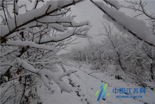 东海双店镇：玉树琼枝 美如仙境