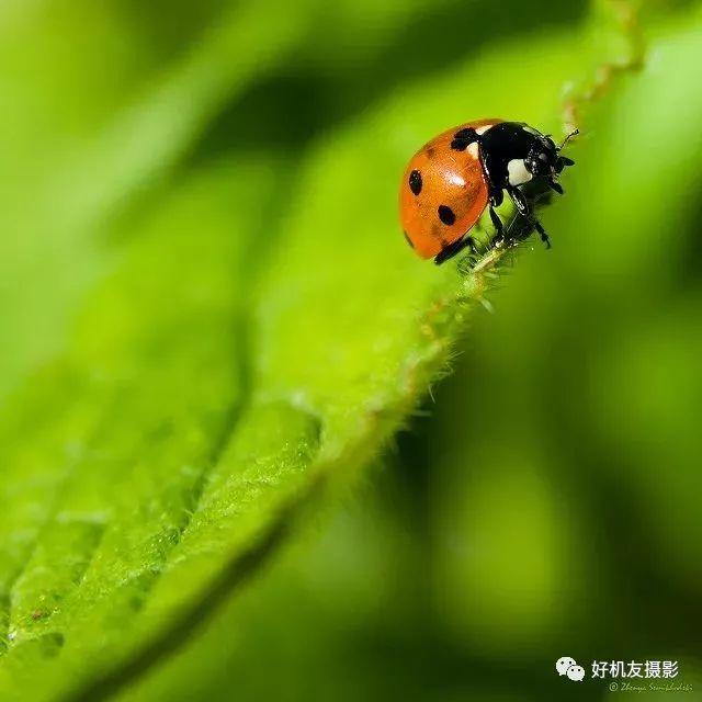 三分构图法照片，什么是三分构图法（让照片更漂亮的三分构图法）