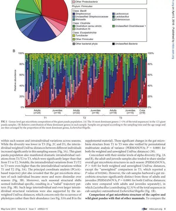 大熊猫吃什么食物，熊猫主要吃什么食物（大熊猫为啥走上了卖萌啃竹子的不归路）