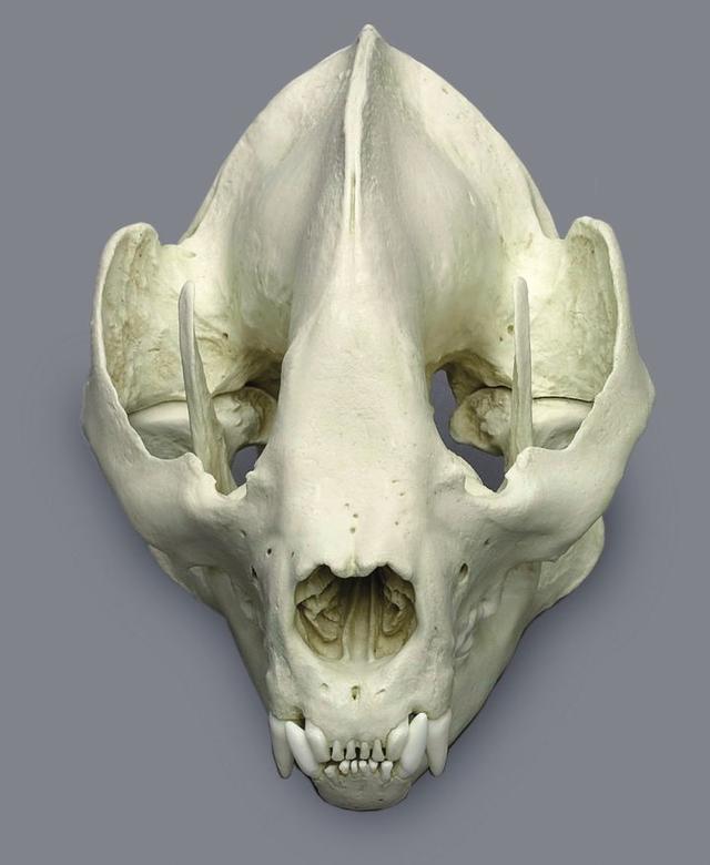 大熊猫吃什么食物，熊猫主要吃什么食物（大熊猫为啥走上了卖萌啃竹子的不归路）