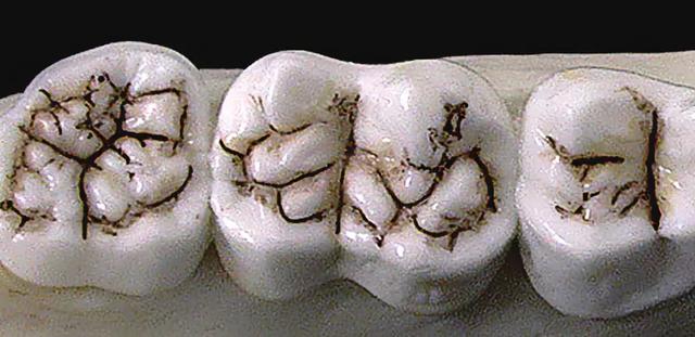 大熊猫吃什么食物，熊猫主要吃什么食物（大熊猫为啥走上了卖萌啃竹子的不归路）