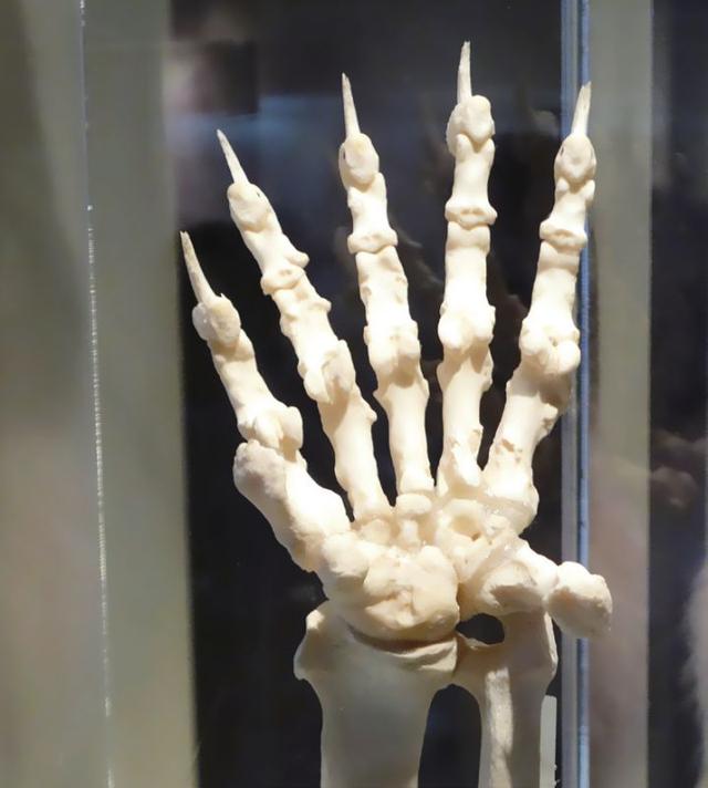 大熊猫吃什么食物，熊猫主要吃什么食物（大熊猫为啥走上了卖萌啃竹子的不归路）