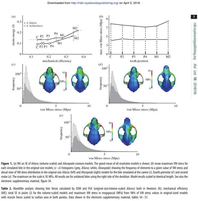 大熊猫吃什么食物，熊猫主要吃什么食物（大熊猫为啥走上了卖萌啃竹子的不归路）