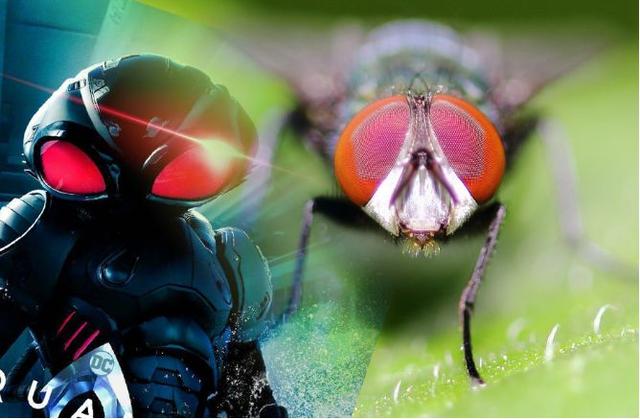 蝠鲼怎么读，鳐鱼和魔鬼鱼的区别图片（从头打到尾的反派居然是它）