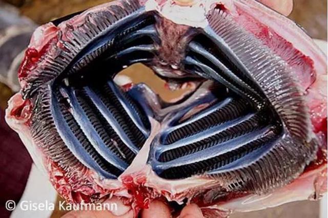 蝠鲼怎么读，鳐鱼和魔鬼鱼的区别图片（从头打到尾的反派居然是它）