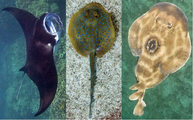 蝠鲼怎么读，鳐鱼和魔鬼鱼的区别图片（从头打到尾的反派居然是它）