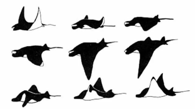 蝠鲼怎么读，鳐鱼和魔鬼鱼的区别图片（从头打到尾的反派居然是它）