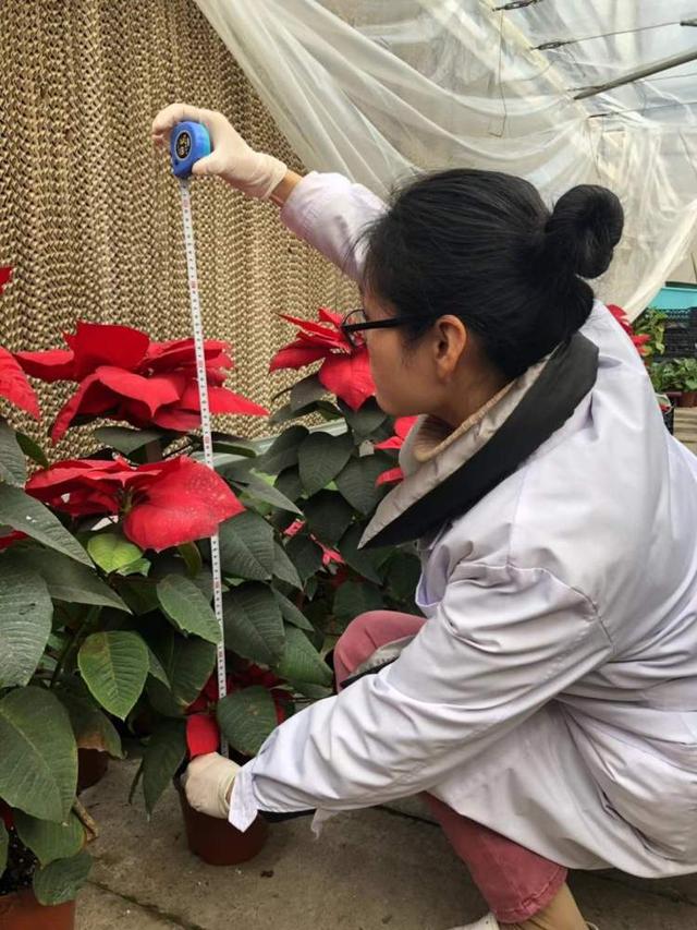 圣诞红的花瓣是红色的吗，圣诞节红色的花（松江九亭这个大棚里竟有90多个品种）