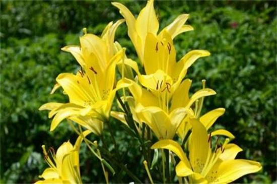 百合花的寓意及象征，百合代表什么花语（百合花）