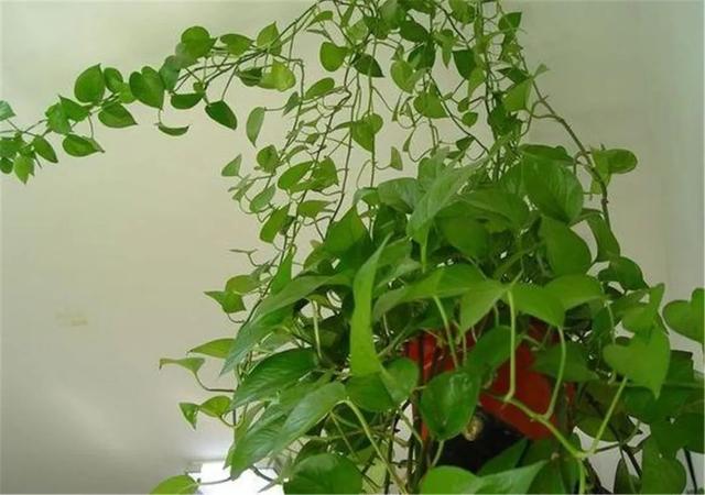 绿萝的介绍以及特点，净化空气助手——绿萝
