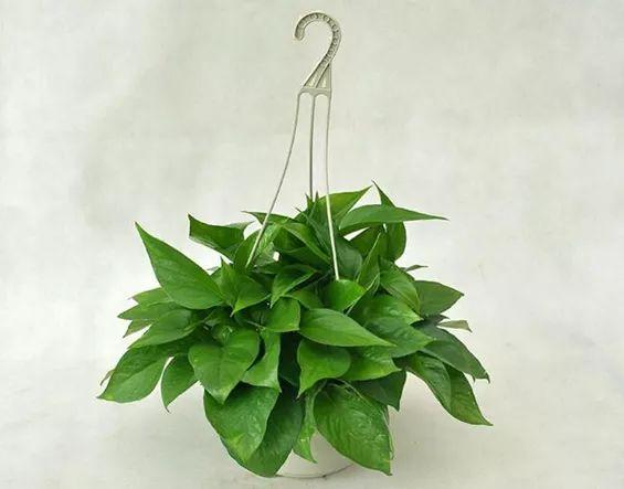 绿萝的介绍以及特点，净化空气助手——绿萝