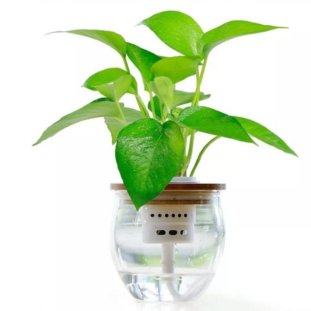 绿萝的介绍以及特点，净化空气助手——绿萝