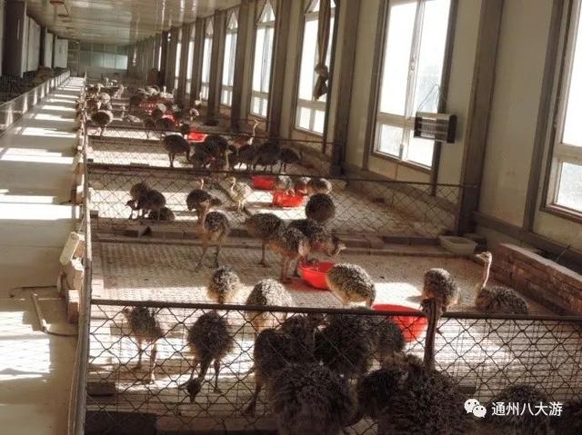 哪里有鸵鸟养殖基地，中国有哪些地方有鸵鸟养殖基地（京城独一份养鸵鸟大户的京磁养殖场）