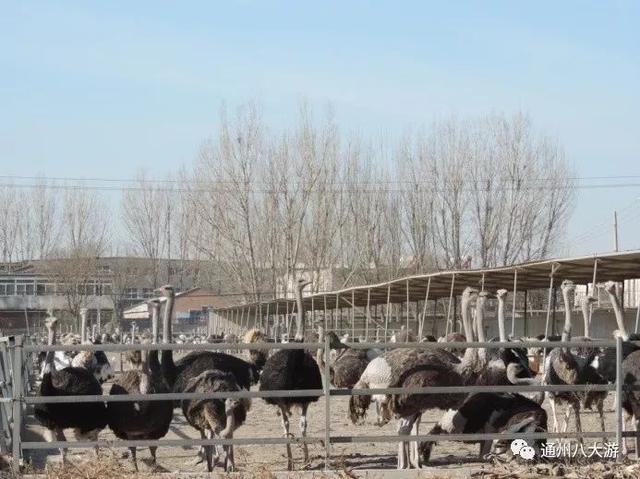 哪里有鸵鸟养殖基地，中国有哪些地方有鸵鸟养殖基地（京城独一份养鸵鸟大户的京磁养殖场）