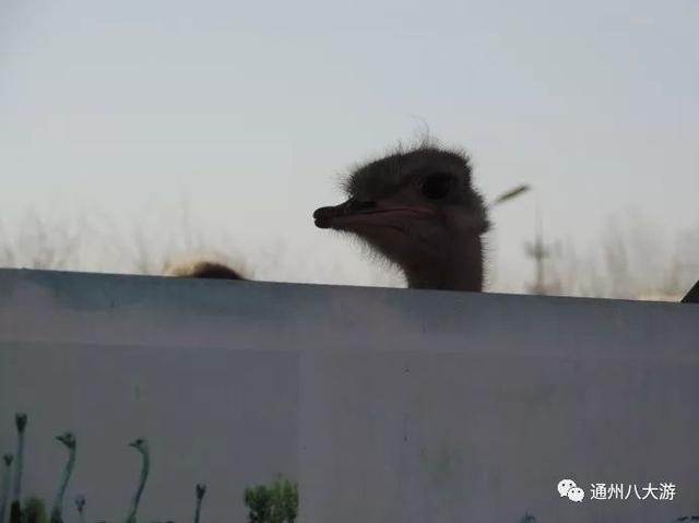 哪里有鸵鸟养殖基地，中国有哪些地方有鸵鸟养殖基地（京城独一份养鸵鸟大户的京磁养殖场）