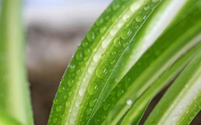 发财树旺什么生肖，十二生肖旺财的植物（12生肖专属植物）