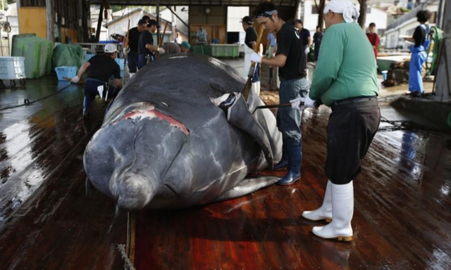退出蓝鲸的后果,蓝鲸组织的50个任务(日本或退出国际捕鲸委员会)