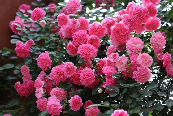 蔷薇花有刺吗，蔷薇花有刺吗?扎手吗（蔷薇花）