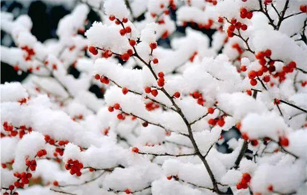 重庆冬至习俗，重庆冬至风俗（今日冬至，喝碗羊肉汤美滋滋）