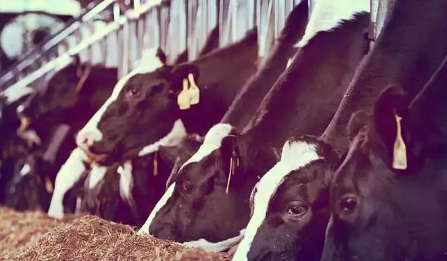 风行牛奶有什么口味，风行牛奶是哪里的品牌（老广们都爱的风行牛奶大变“新”）