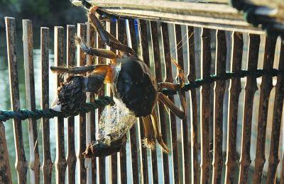 簖字应该怎么读，剅字怎么读（繁星，溱湖“簖”想）