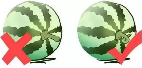 热性水果有哪些种类，热性水果一览表（最全水果手册，大家收藏吧~）