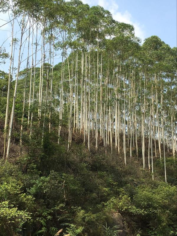 清远8大漂流推荐！，清远漂流哪里最好玩最刺激（清远市漂流体验）