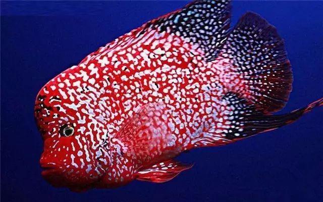 罗汉鱼吃什么起头,罗汉鱼起头时间 - 玉三网