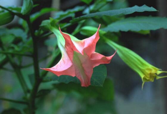 东莨菪碱怎么读，丁溴东莨菪碱怎么读（曼陀罗花）