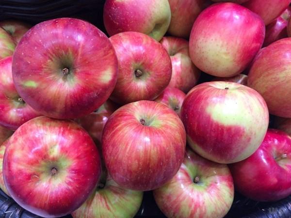 吃苹果可以减肥吗，吃苹果能减肥吗（事实并非如此，别被骗了）