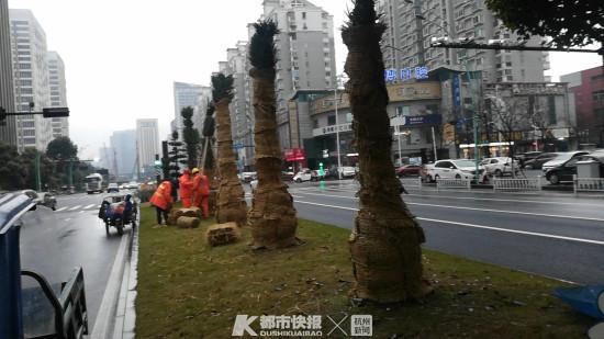 布迪椰子小苗的生长环境，布迪椰子种子多久发芽（幸好有人给它们穿上了“冬装”）