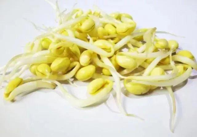 海豆芽为什么长寿，海豆芽好吃吗（它被称为长寿第一豆）