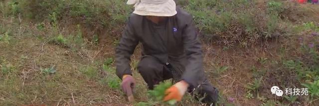 珍珠鸡会飞吗，什么鸡品种最好吃（“珍珠”进花田）