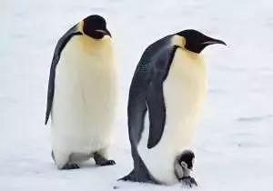 dia拼音怎么读视频，沙爹和沙嗲怎么读（广东人会说不会写的315个粤语字）