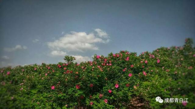 天府玫瑰谷！，天府玫瑰谷图片（距离成都主城区仅20公里）