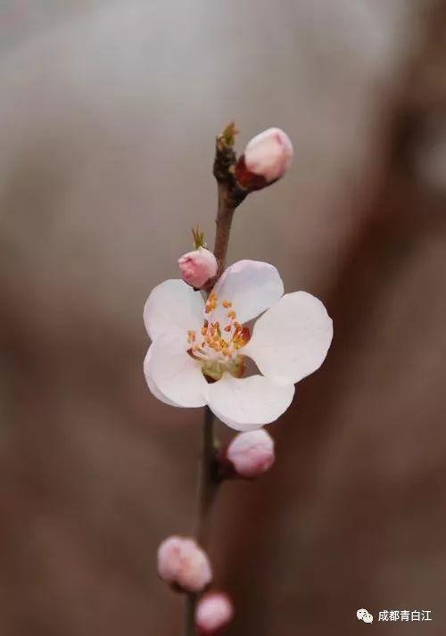 天府玫瑰谷！，天府玫瑰谷图片（距离成都主城区仅20公里）