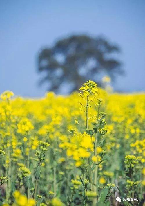 天府玫瑰谷！，天府玫瑰谷图片（距离成都主城区仅20公里）