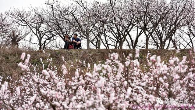 天府玫瑰谷！，天府玫瑰谷图片（距离成都主城区仅20公里）
