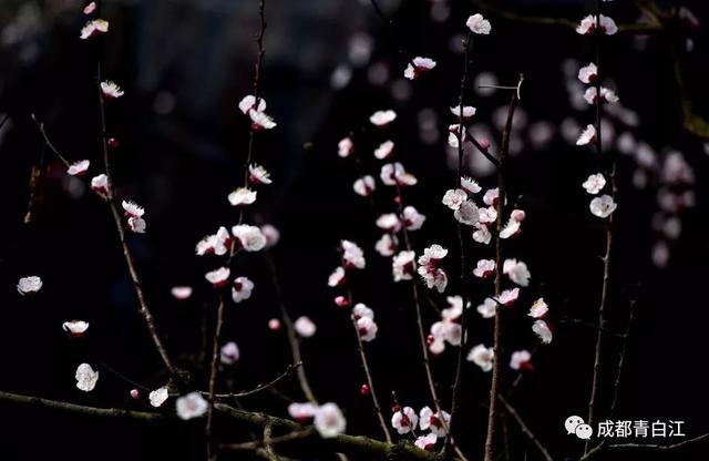 天府玫瑰谷！，天府玫瑰谷图片（距离成都主城区仅20公里）