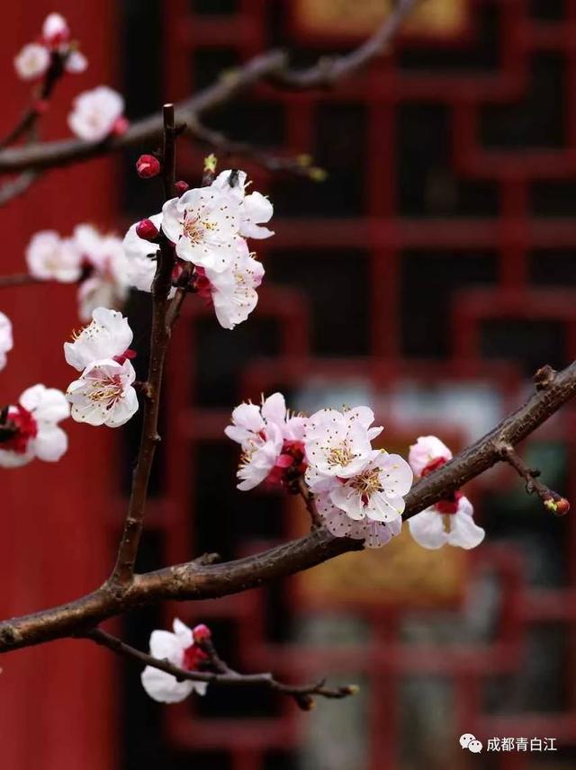 天府玫瑰谷！，天府玫瑰谷图片（距离成都主城区仅20公里）