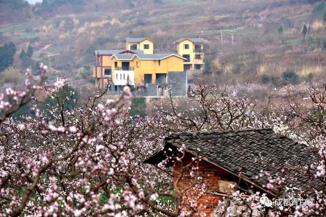 天府玫瑰谷！，天府玫瑰谷图片（距离成都主城区仅20公里）