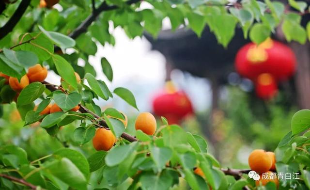 天府玫瑰谷！，天府玫瑰谷图片（距离成都主城区仅20公里）