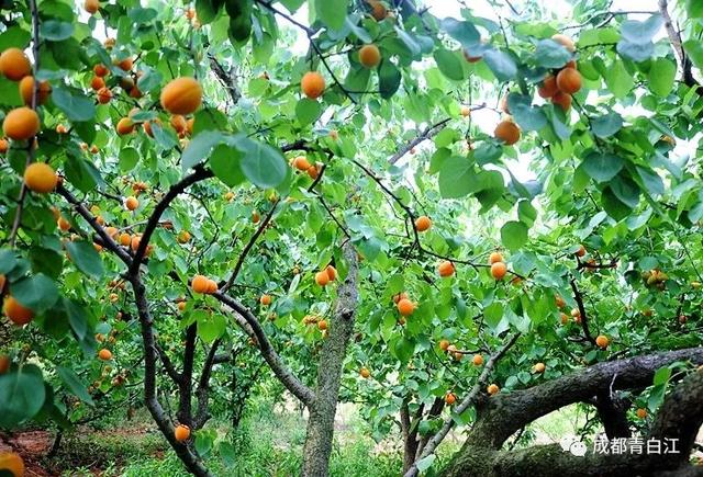 天府玫瑰谷！，天府玫瑰谷图片（距离成都主城区仅20公里）