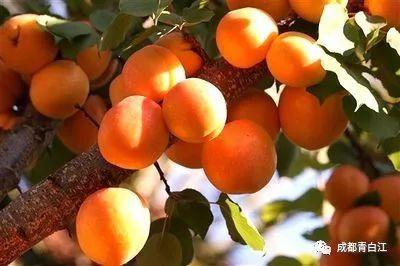 天府玫瑰谷！，天府玫瑰谷图片（距离成都主城区仅20公里）