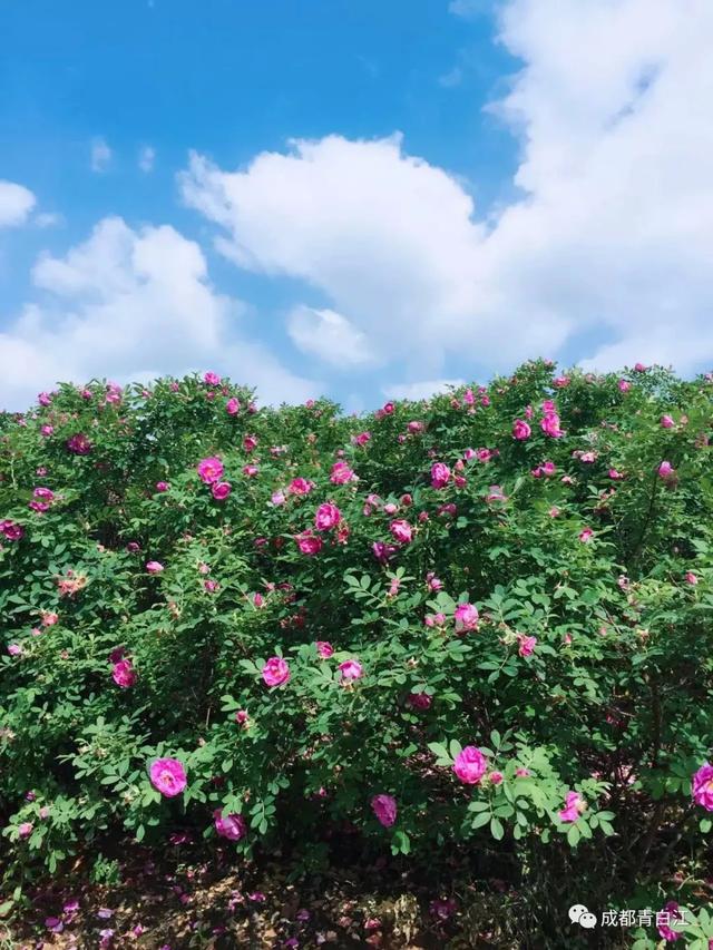 天府玫瑰谷！，天府玫瑰谷图片（距离成都主城区仅20公里）
