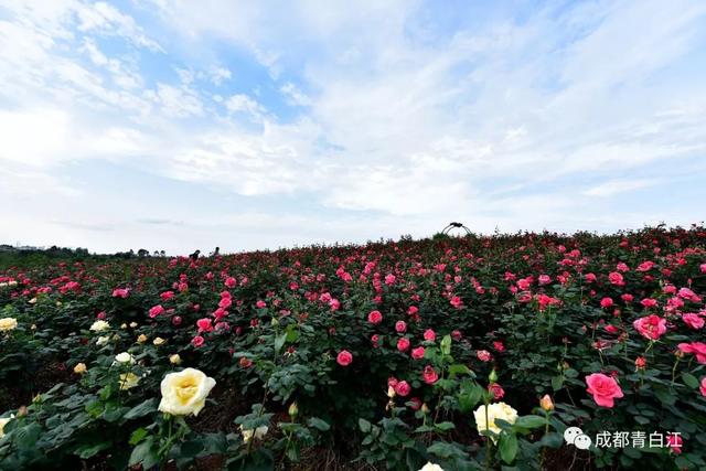 天府玫瑰谷！，天府玫瑰谷图片（距离成都主城区仅20公里）
