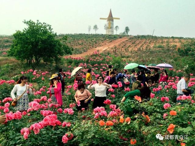 天府玫瑰谷！，天府玫瑰谷图片（距离成都主城区仅20公里）