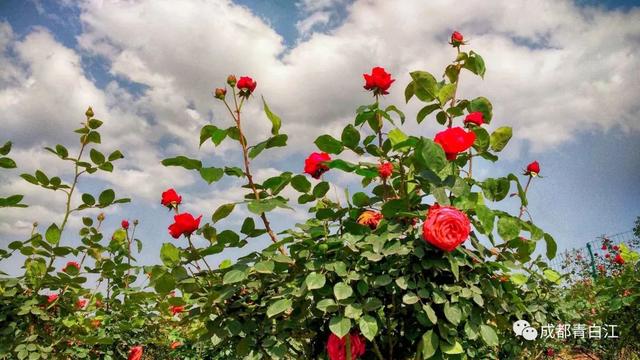 天府玫瑰谷！，天府玫瑰谷图片（距离成都主城区仅20公里）