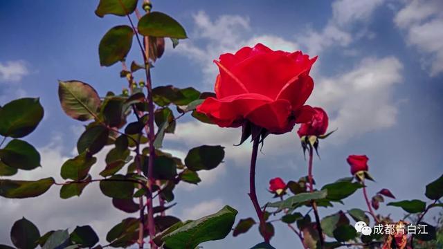 天府玫瑰谷！，天府玫瑰谷图片（距离成都主城区仅20公里）