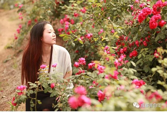 天府玫瑰谷！，天府玫瑰谷图片（距离成都主城区仅20公里）